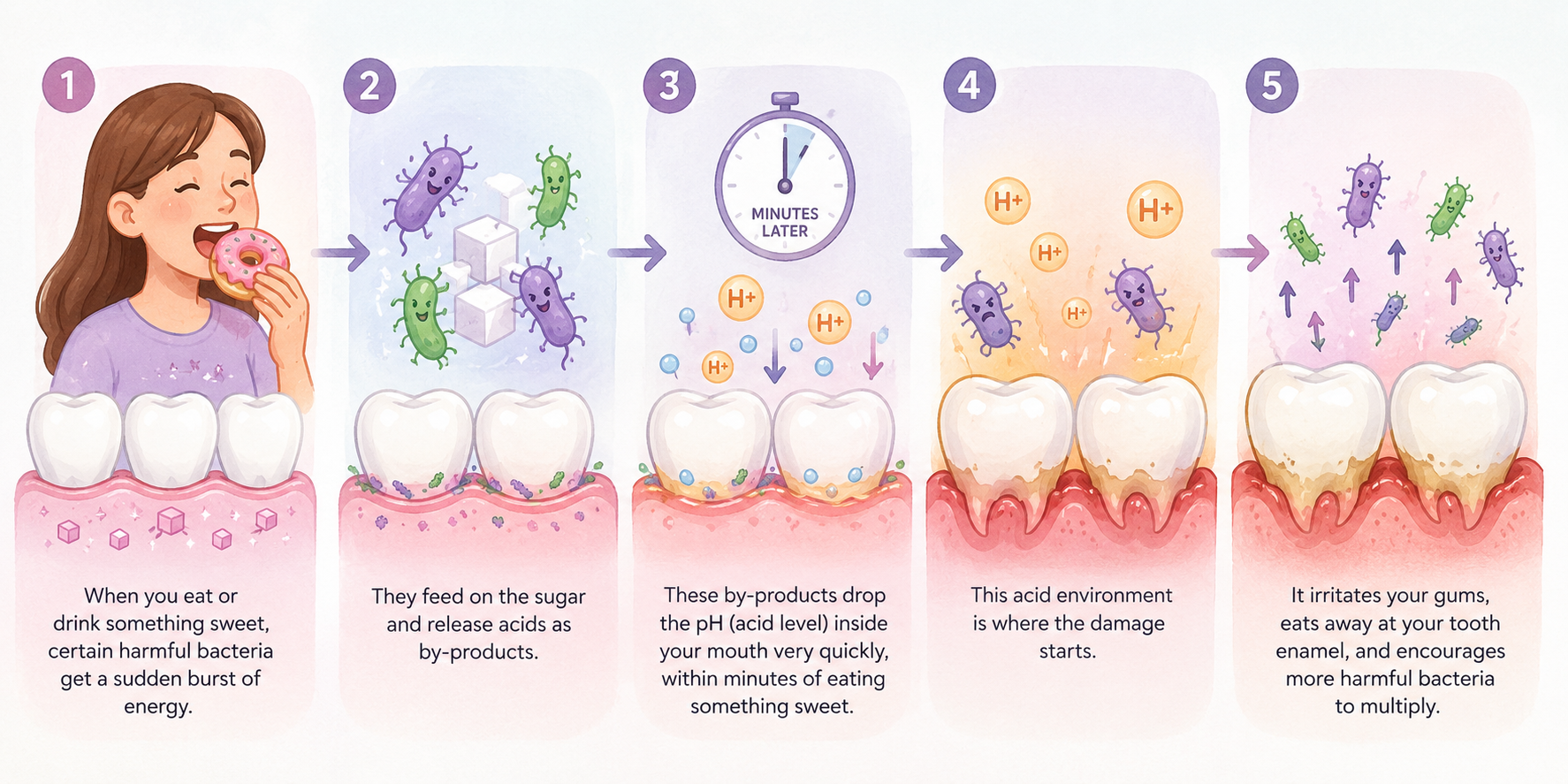 Step-by-step illustration showing how bacteria feed on sugar, produce acids, lower oral pH, and contribute to tooth and gum damage, answering the question: Is Sugar the Main Cause of Gum Disease?
